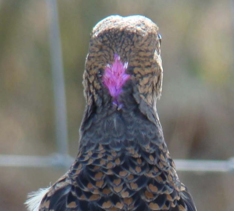 bowerbird