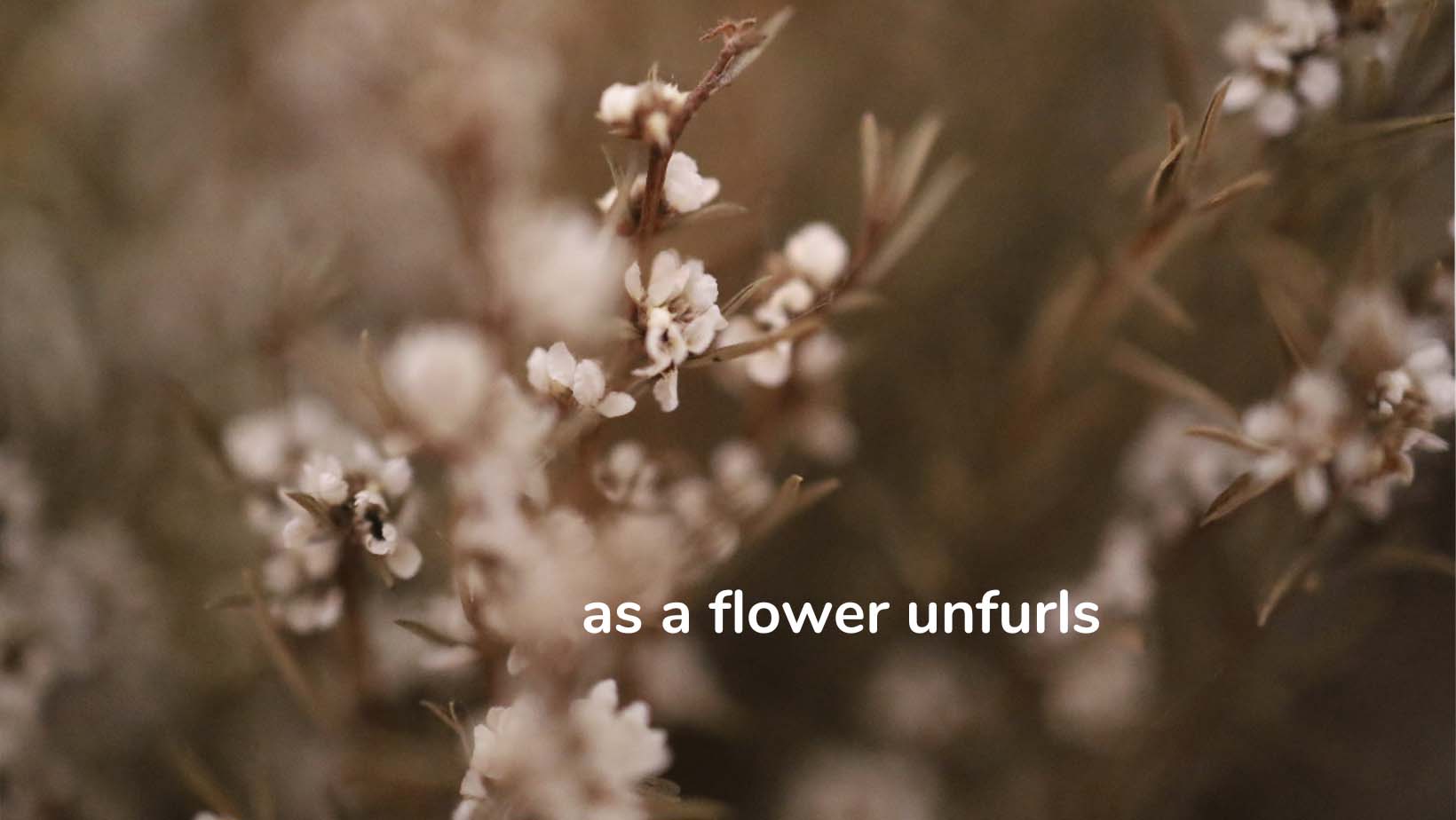 as a flower